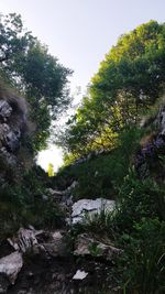 Trees growing in forest against sky