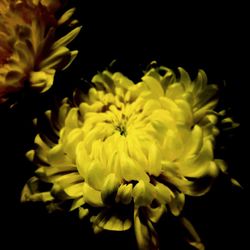 Close-up of yellow flowers