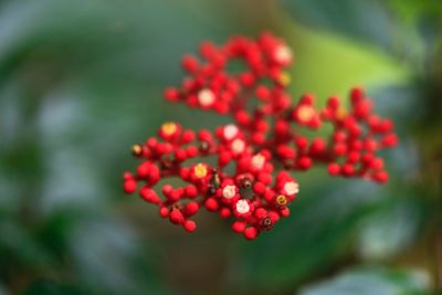 Close-up of red flowering plant