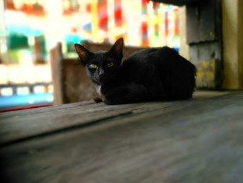 Portrait of black cat sitting on floor