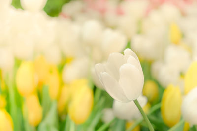 Close-up of white flowering plant in field