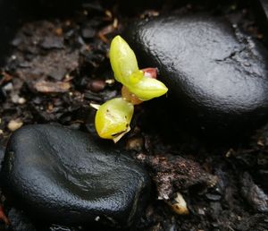 High angle view of yellow rose flower on rock