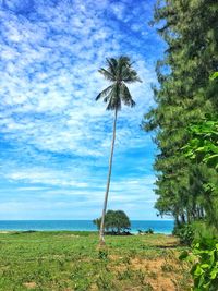 Coconut trees in meadows and pine forests, behind the sea