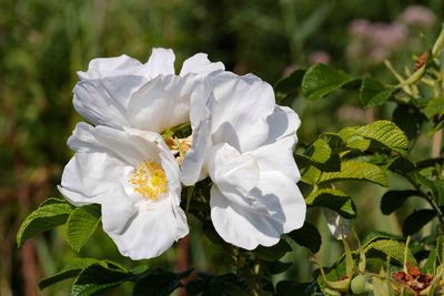 Close-up of white flowers blooming outdoors