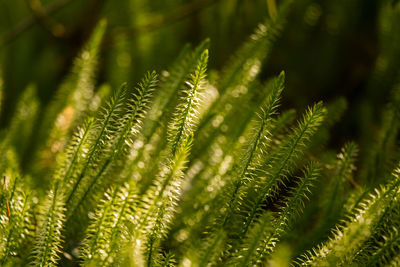 Close-up of palm tree leaves