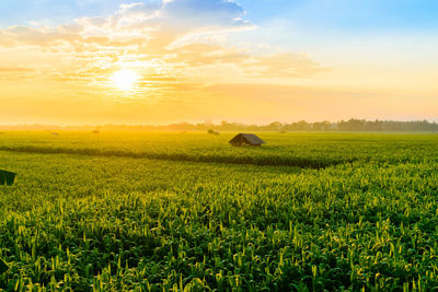 View of agricultural field against sky during sunset