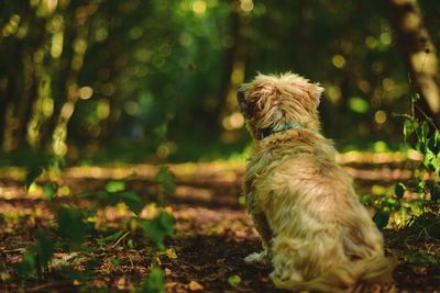 View of a dog on field