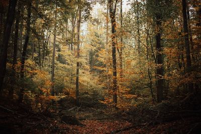 Trees in forest during autumn