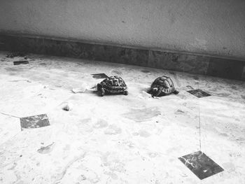 High angle view of crab on ground