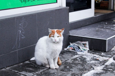 Portrait of cat sitting on floor