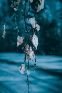 Close-up of dry plants against blurred background