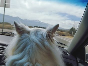 Close-up of dog seen through car windshield