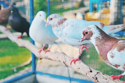 Close-up of birds in cage