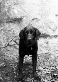 Portrait of dog sitting outdoors