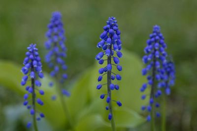 Close-up of lavender blooming on field