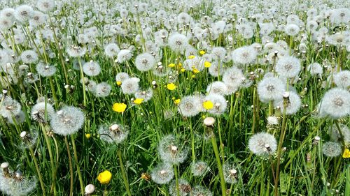 Close-up of white flowering plants on field