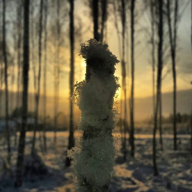 focus on foreground, cold temperature, beauty in nature, nature, winter, tranquility, tree, tranquil scene, growth, frozen, snow, season, close-up, weather, selective focus, water, tree trunk, scenics, sunset, plant