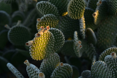 Cactus plants illuminated by early morning sunlight