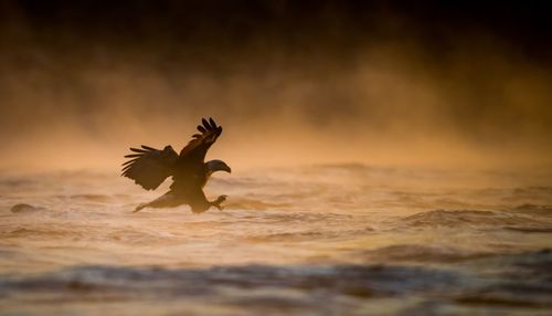Eagle hunting in sea during sunset