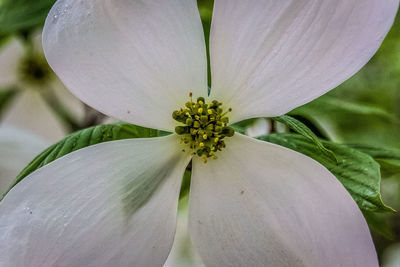 Close-up of white flowers