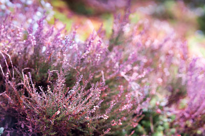 Close-up of lavender flowers