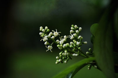 Close-up of white flowering plant