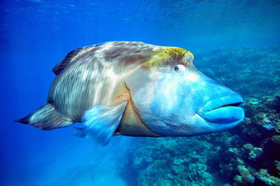 Close-up of fish swimming in sea