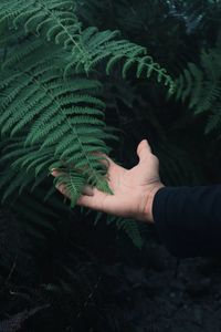 Close-up of hand touching plant
