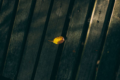 High angle view of dry leaf on wooden plank