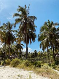 Low angle view of coconut palm trees against sky