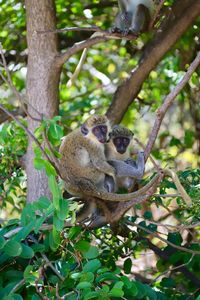 Monkey sitting on tree