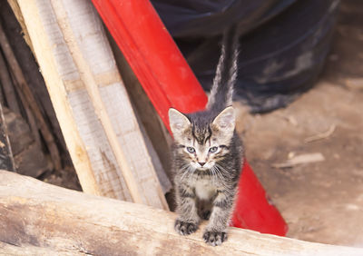 Close-up of cat