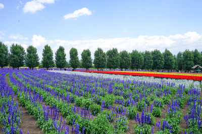 Scenic view of flowering plants on field against sky