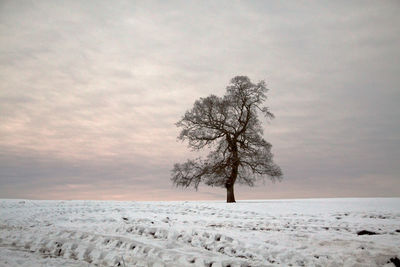 Scenic view of tree on snow covered landscape against sky