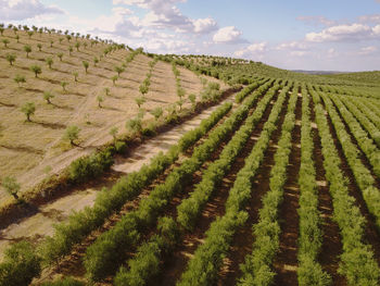 Scenic view of agricultural field against sky