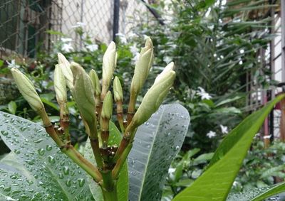 Close-up of plant