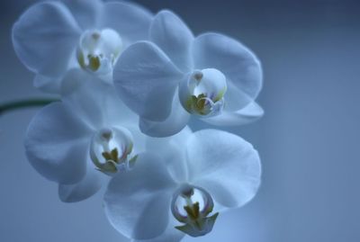 Close-up of white flowers blooming in garden