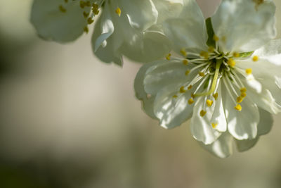 Close-up of white cherry blossom