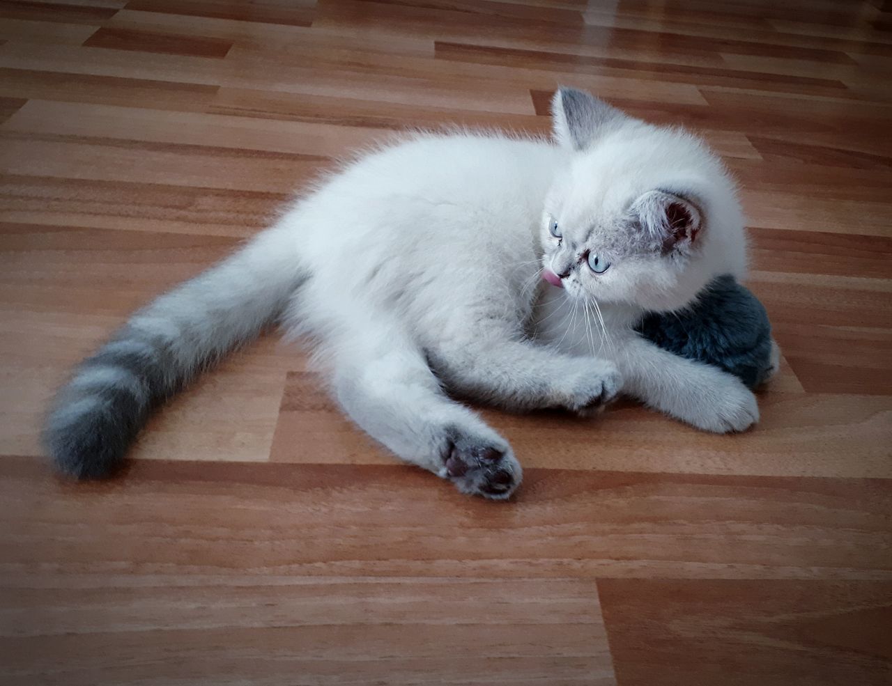 HIGH ANGLE VIEW OF CAT LYING DOWN ON FLOOR