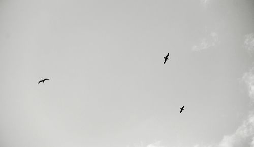 Low angle view of silhouette birds flying against clear sky