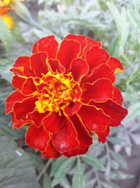 Close-up of red hibiscus blooming outdoors