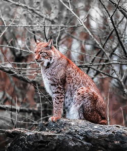animal