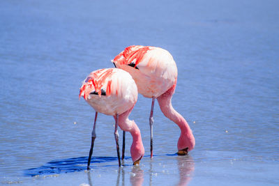 flamingo