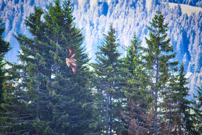 Low angle view of pine trees in forest