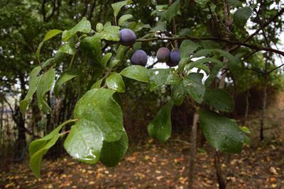 Close-up of fruits growing on tree