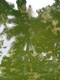 Low angle view of trees against sky