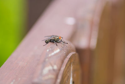 Close-up of bee on wooden fence