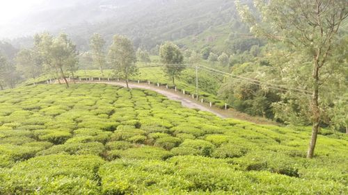 Scenic view of agricultural field