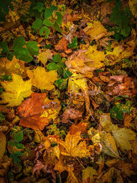 High angle view of yellow maple leaves on field