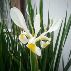 Close-up of white flowers